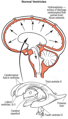 ventricles